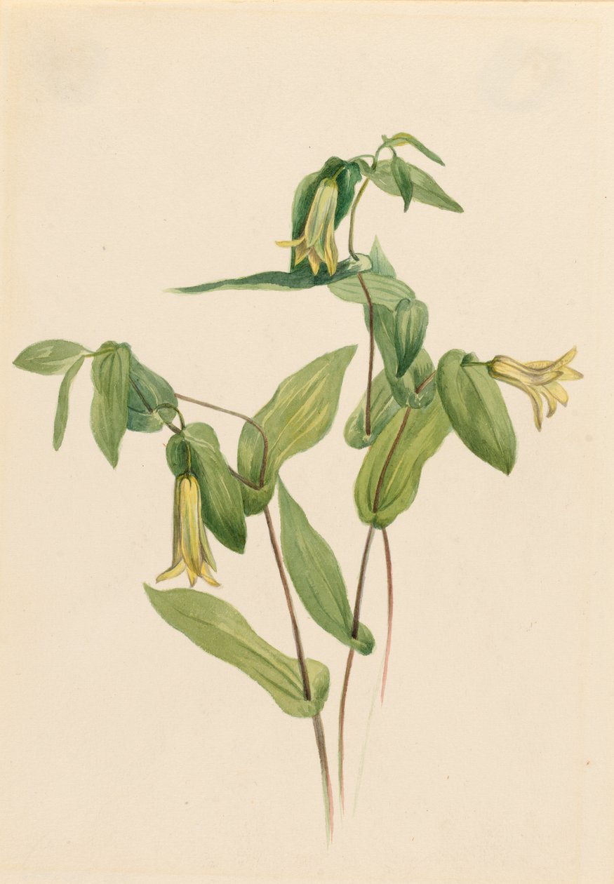 Wald-Merrybells (Uvularia perfoliata) von Mary Vaux Walcott