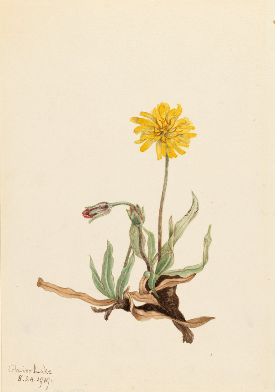 Wollige Agoseris Agoseris villosa, 1919 von Mary Vaux Walcott