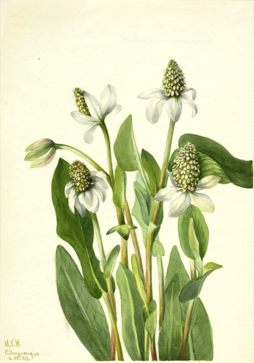 Yerba Mansa (Anemopsis californica) von Mary Vaux Walcott