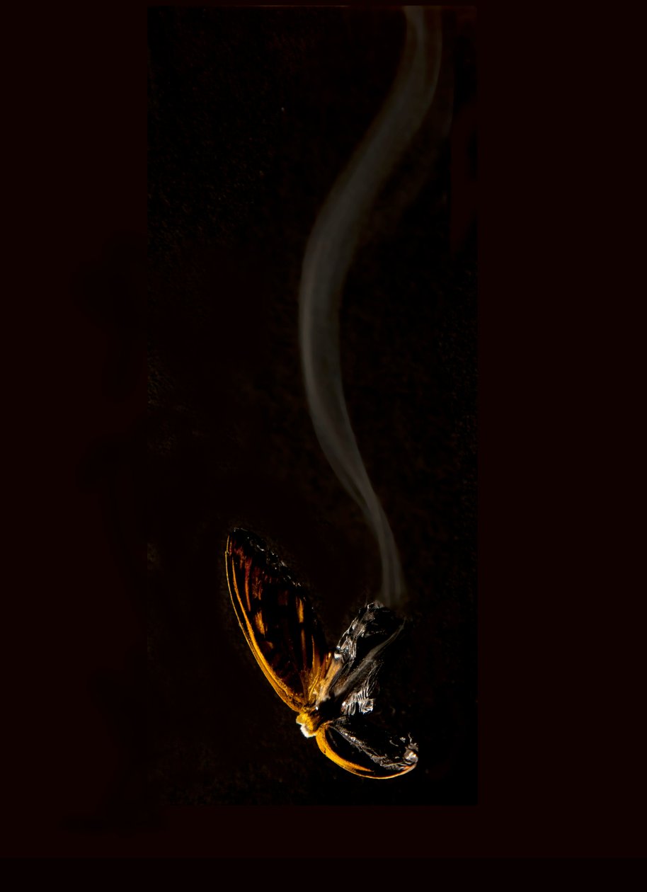 Brennender Schmetterling 15, 2013 von Mat Collishaw