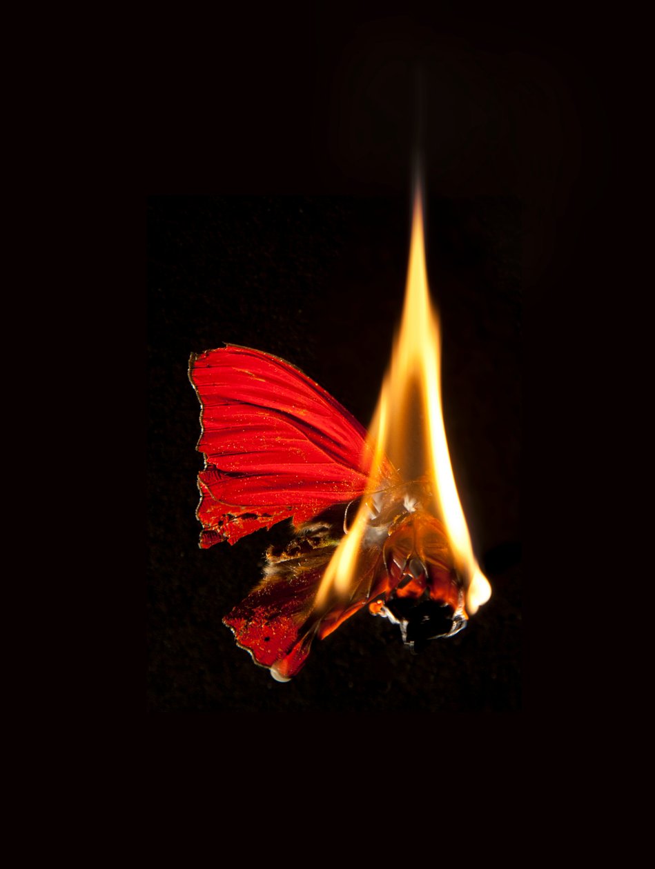 Brennender Schmetterling 18, 2013 von Mat Collishaw