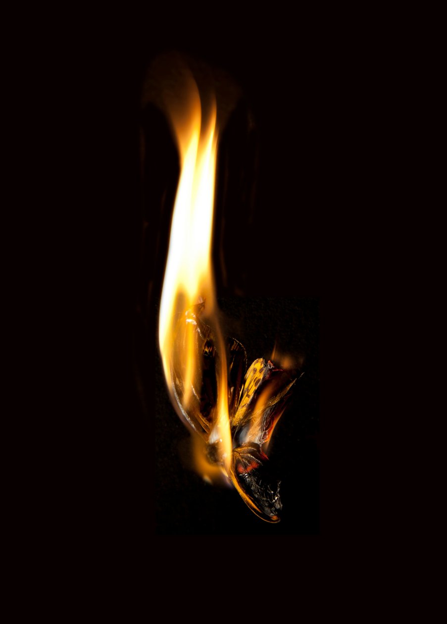 Brennender Schmetterling 2, 2013 von Mat Collishaw