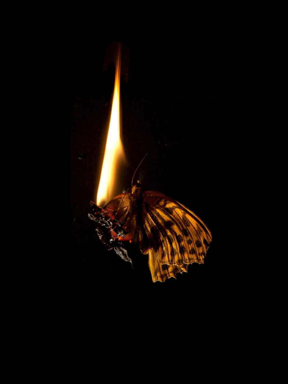 Brennender Schmetterling 6, 2013 von Mat Collishaw