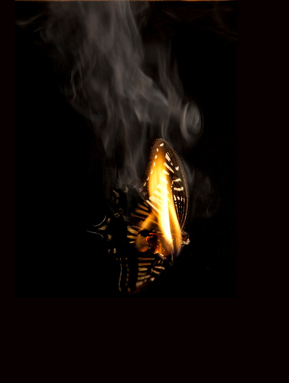 Brennender Schmetterling 9 von Mat Collishaw