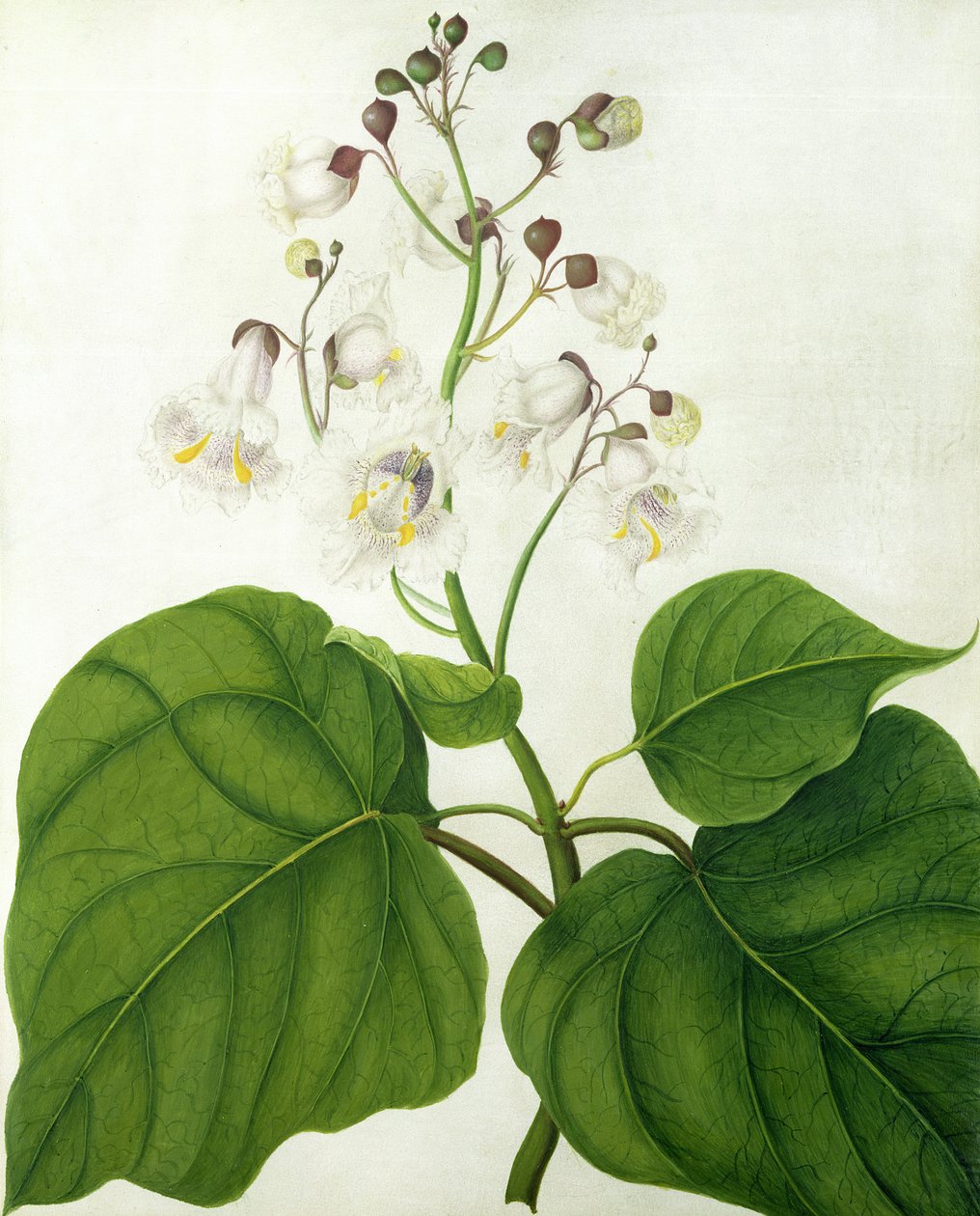 Catalpa Speciosa von Matilda Conyers