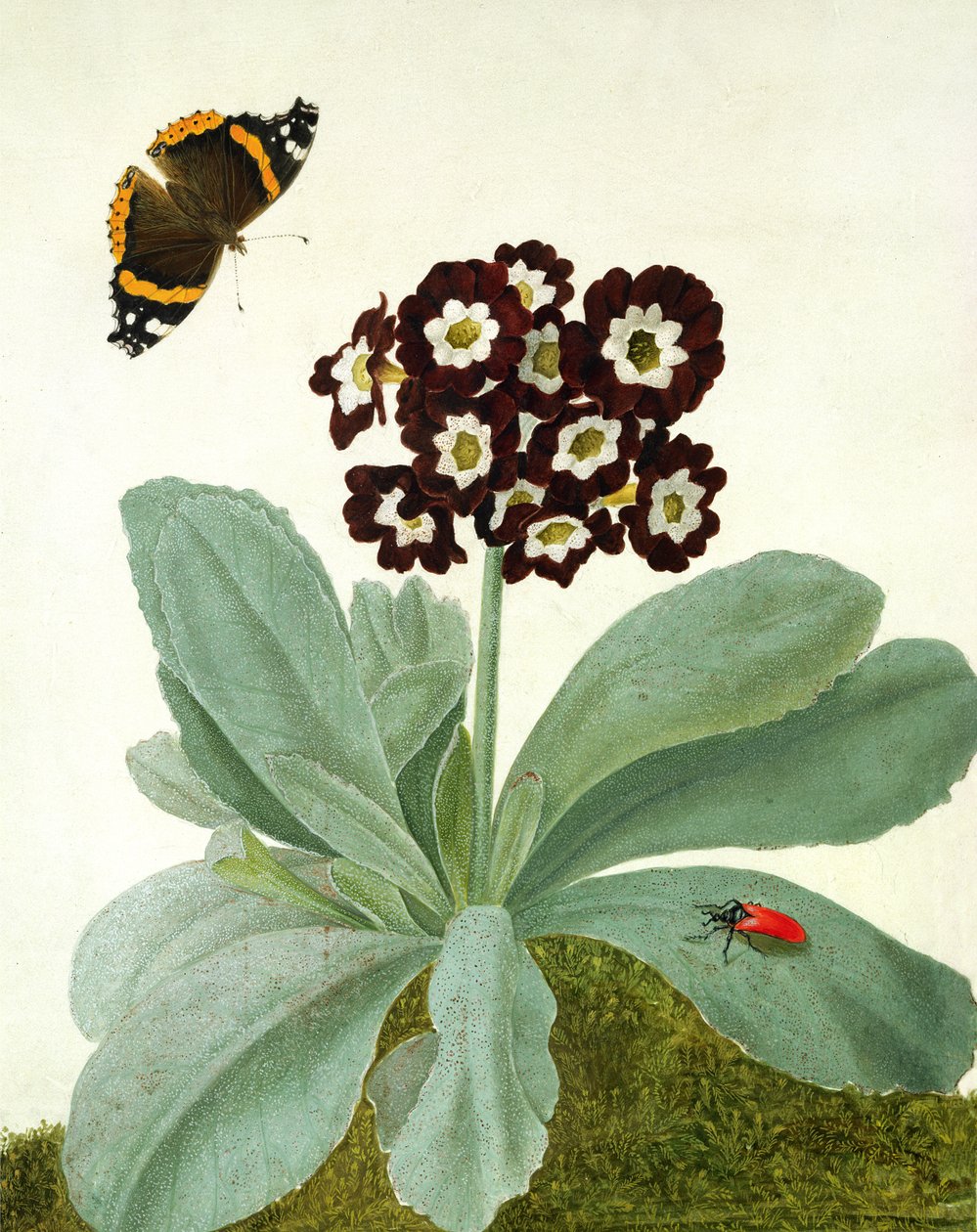 Primula Auricula mit Schmetterling und Käfer von Matilda Conyers