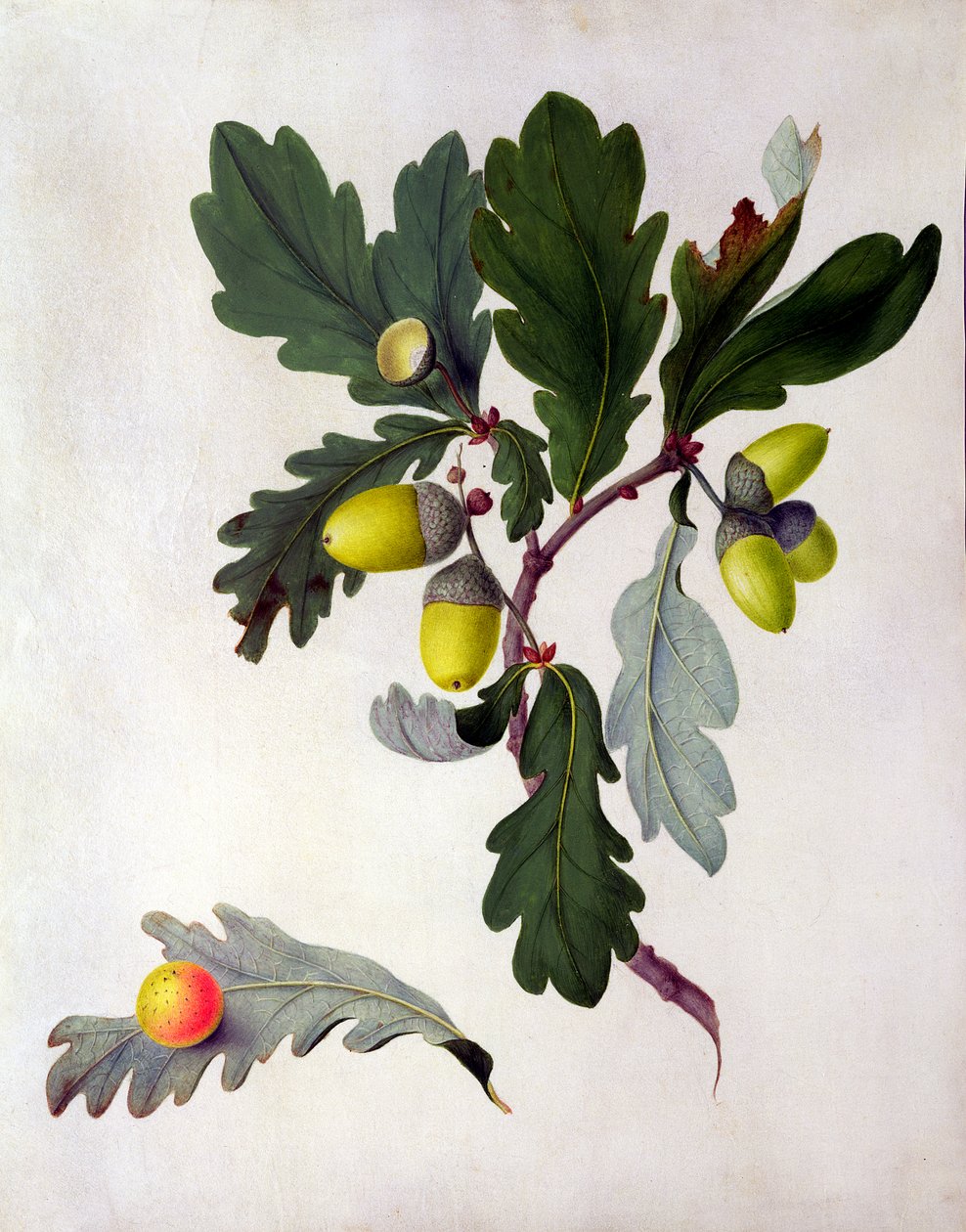 Quercus von Matilda Conyers