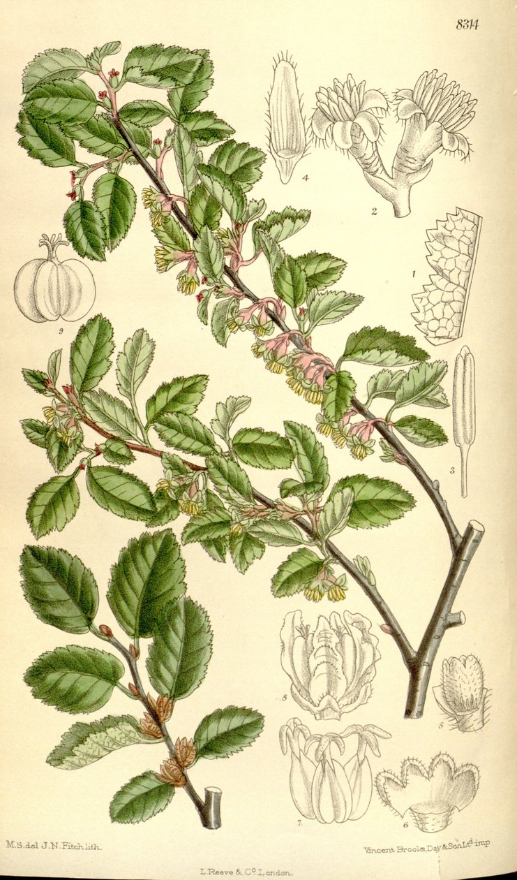 Nothofagus antarctica von J.N. Fitch
