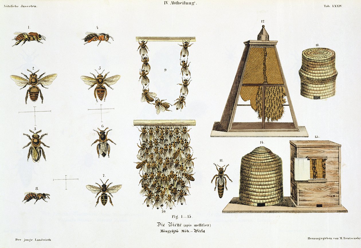 Bienen und Imkerei, aus 