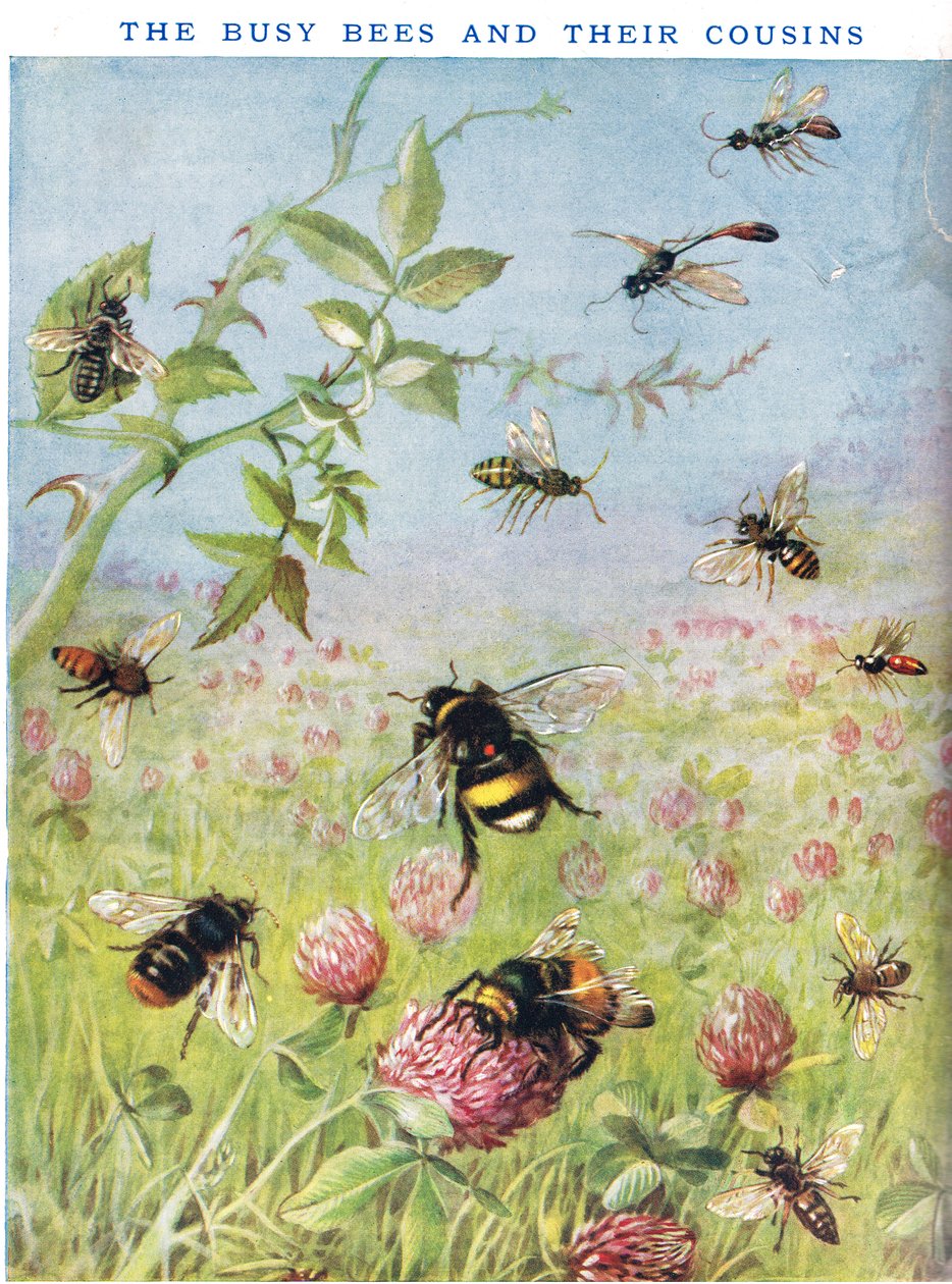 Die fleißigen Bienen und ihre Cousins von Maud Scrivener