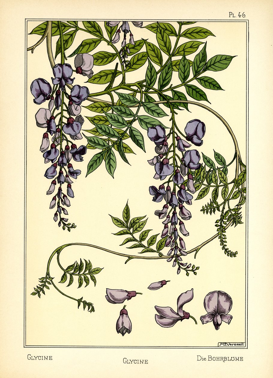 Die Glyzinie von Maurice Pillard Verneuil