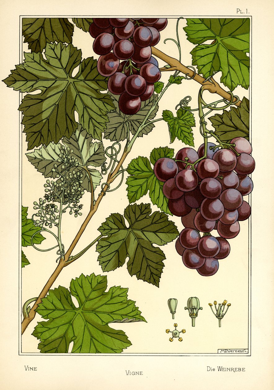 Der Weinstock von Maurice Pillard Verneuil