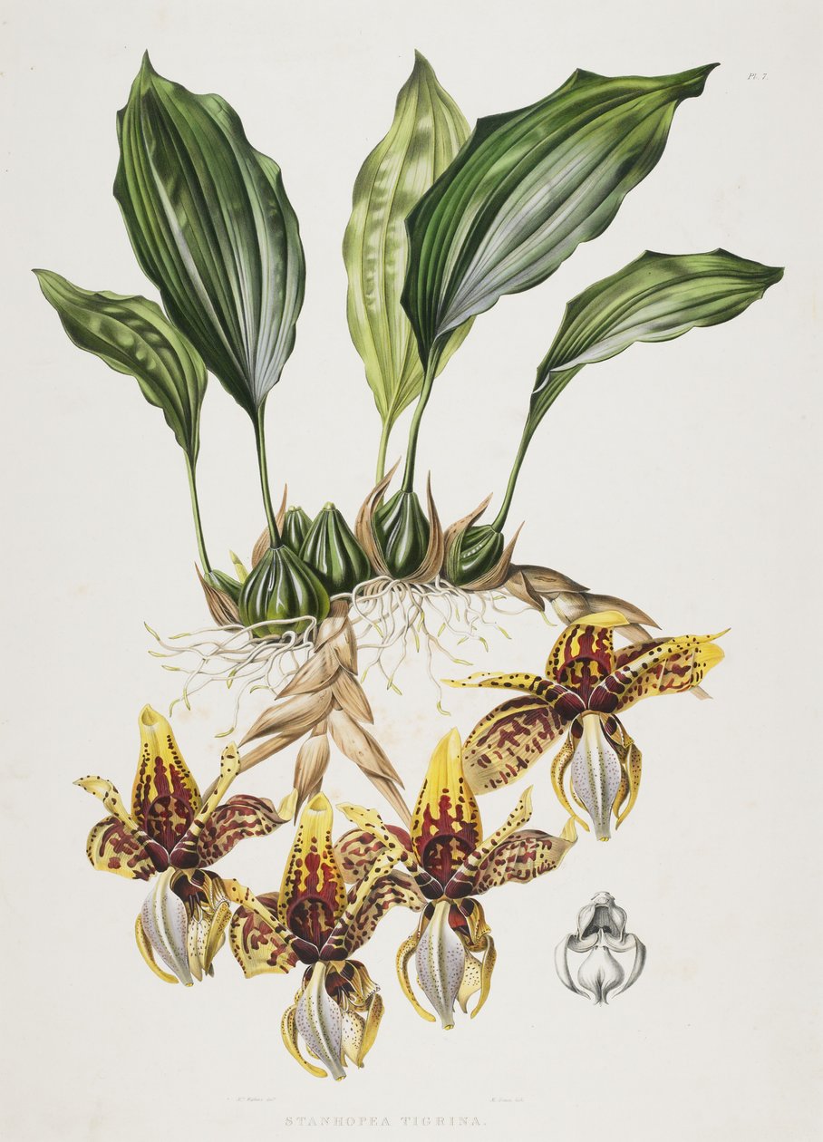 Die Stanhope-Tigerorchidee, 1838 von Maxim Gauci