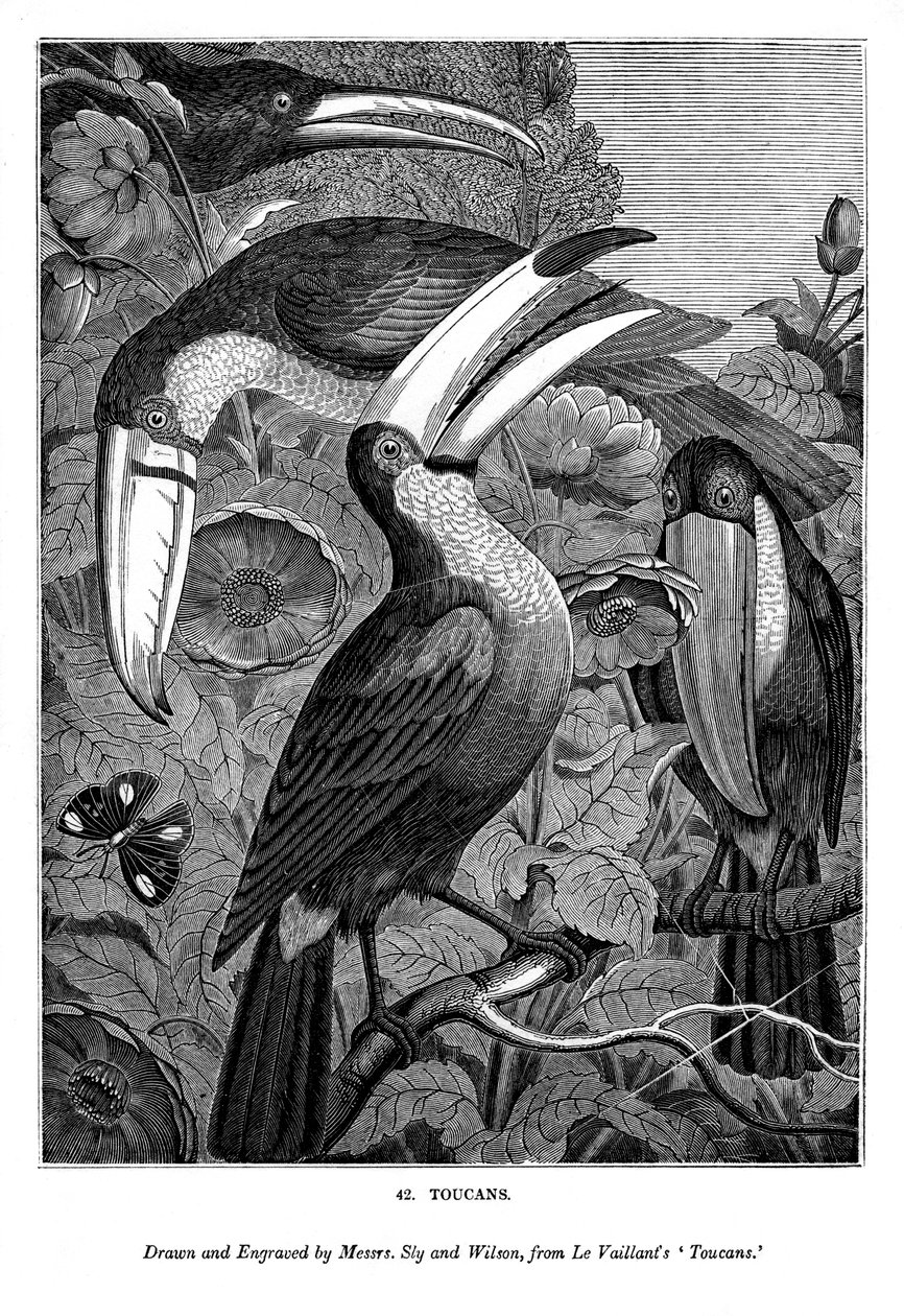 Tukane, ca. 1770-1820, 1843 von Messrs Sly and Wilson