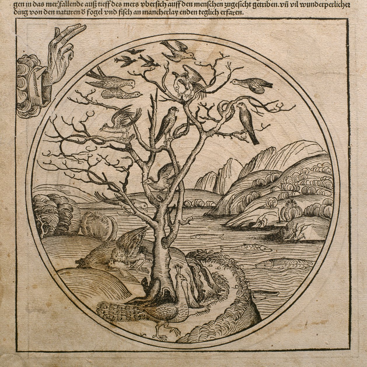 Gott der Vater erschafft die Vögel und die Fische, Illustration aus dem 