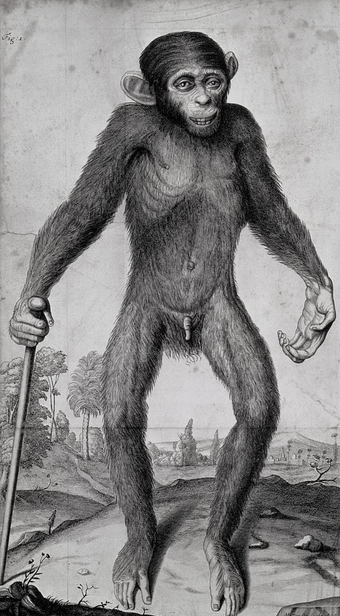 Schimpanse, 1699 von Michael van der Gucht