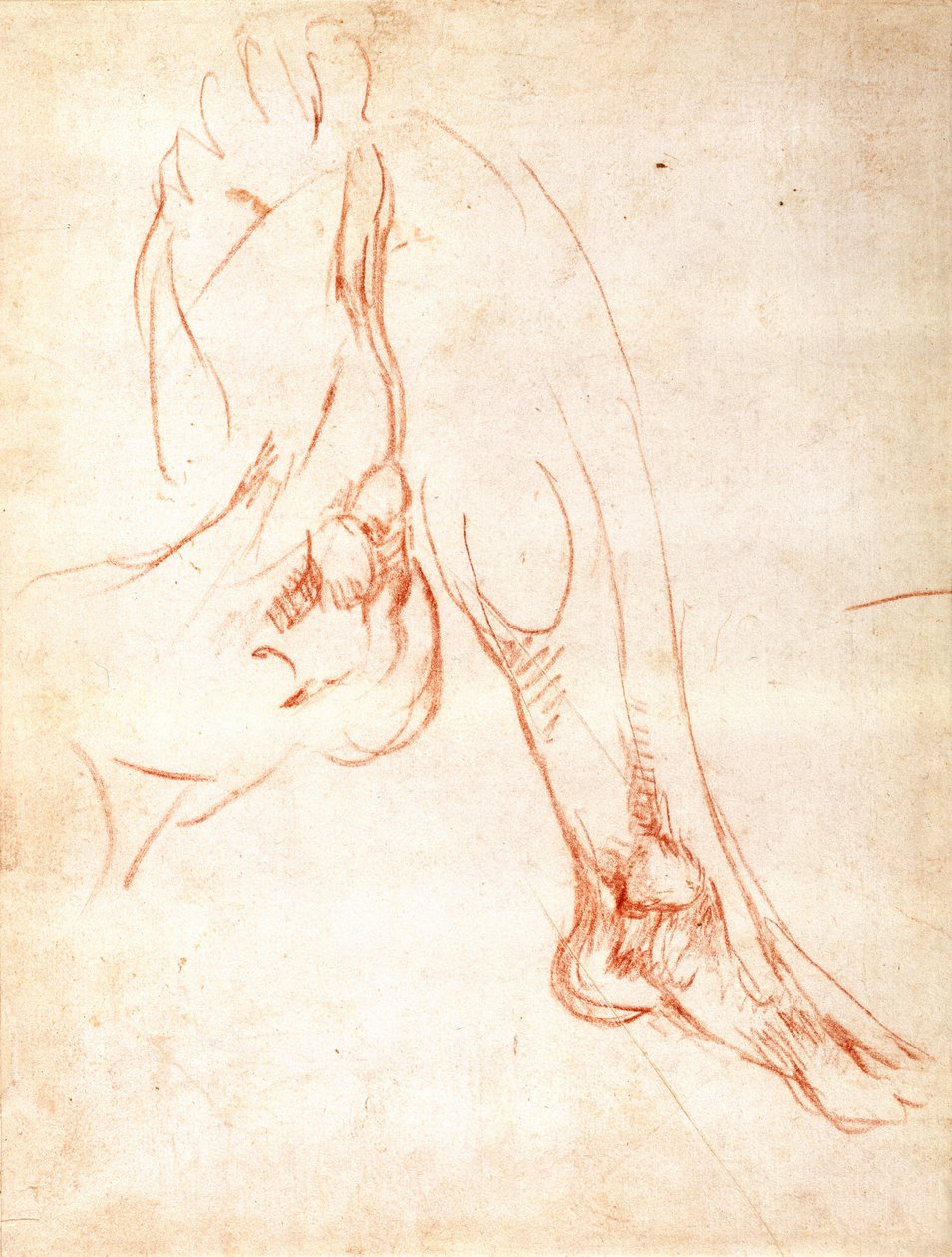 Studie eines Unterschenkels und Fußes (recto) von Michelangelo Buonarroti