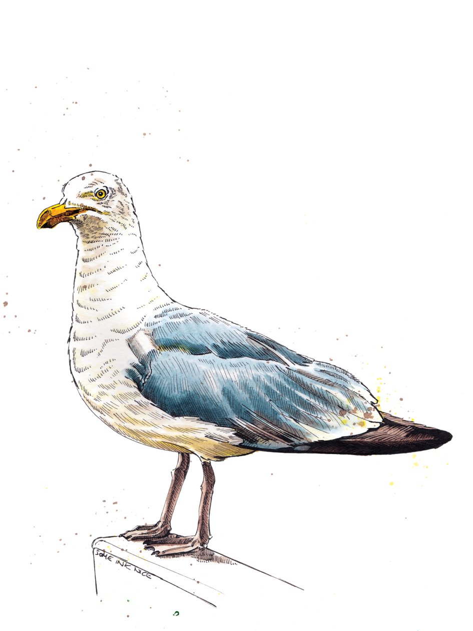 Die Möwe auf Weiß, 2020 von Mike Davis