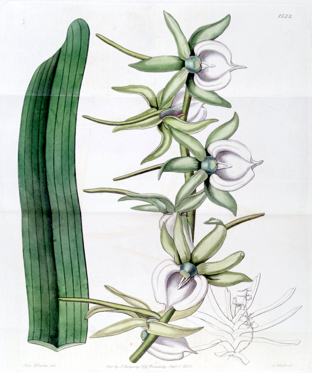 Angraecum eburneum von Miss Drake