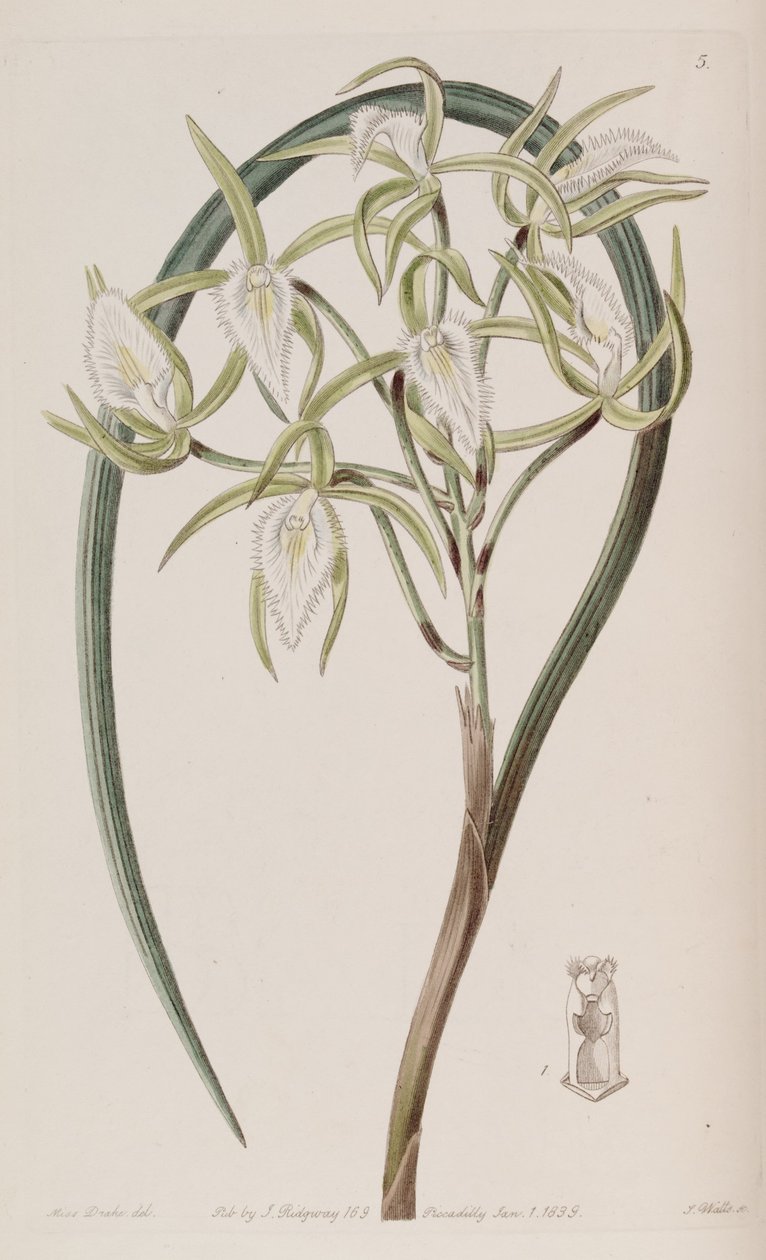 Brassavola martiana von Miss Drake