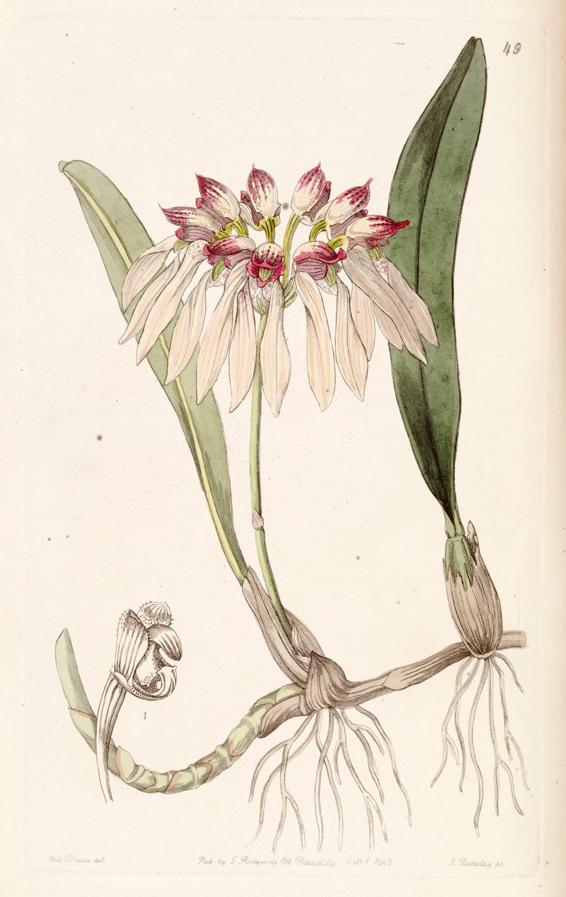 Bulbophyllum chinense von Miss Drake