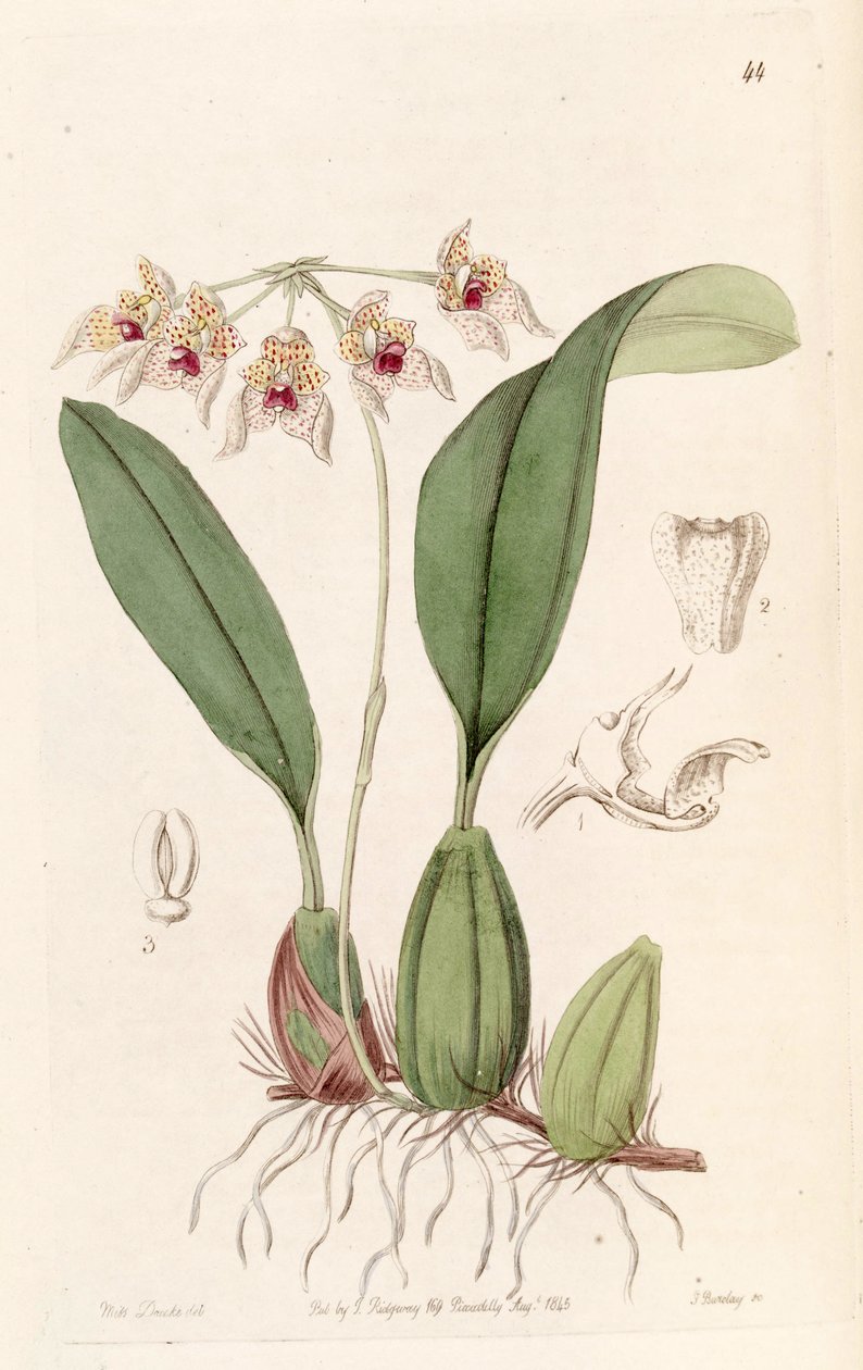 Bulbophyllum umbellatum (geschrieben Bolbophyllum umbellatum) von Miss Drake