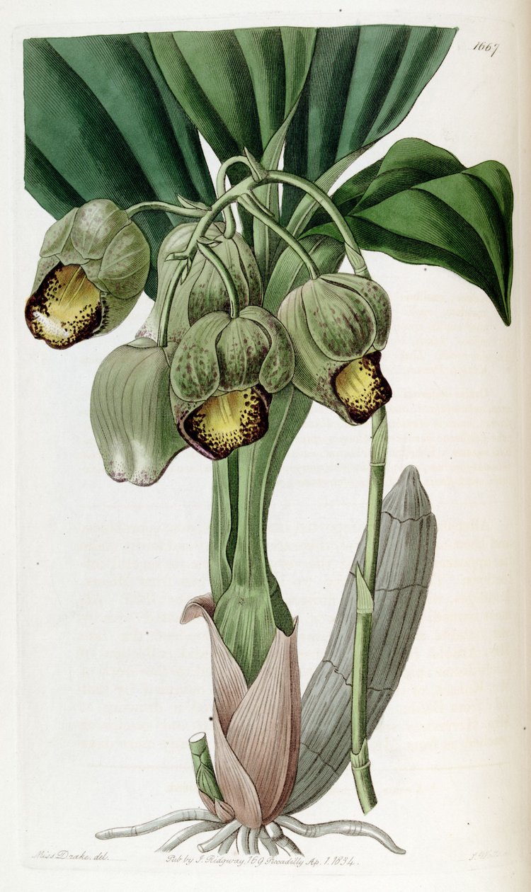 Catasetum luridum von Miss Drake