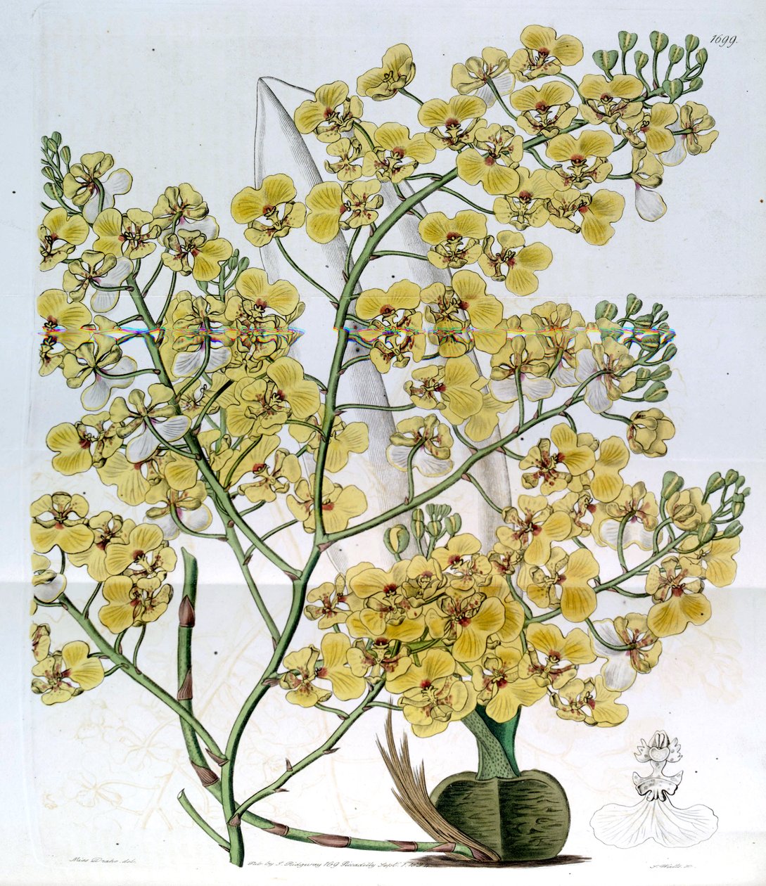 Chelyorchis ampliata (als syn. Oncidium ampliatum) von Miss Drake