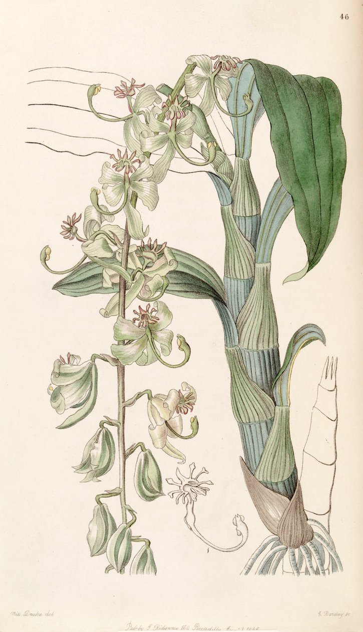 Cycnoches stelliferum von Miss Drake