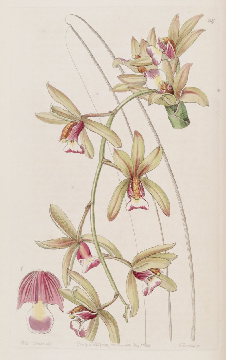 Cymbidium aloifolium von Miss Drake