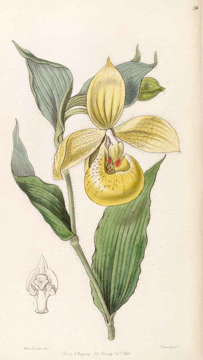 Cypripedium irapeanum von Miss Drake