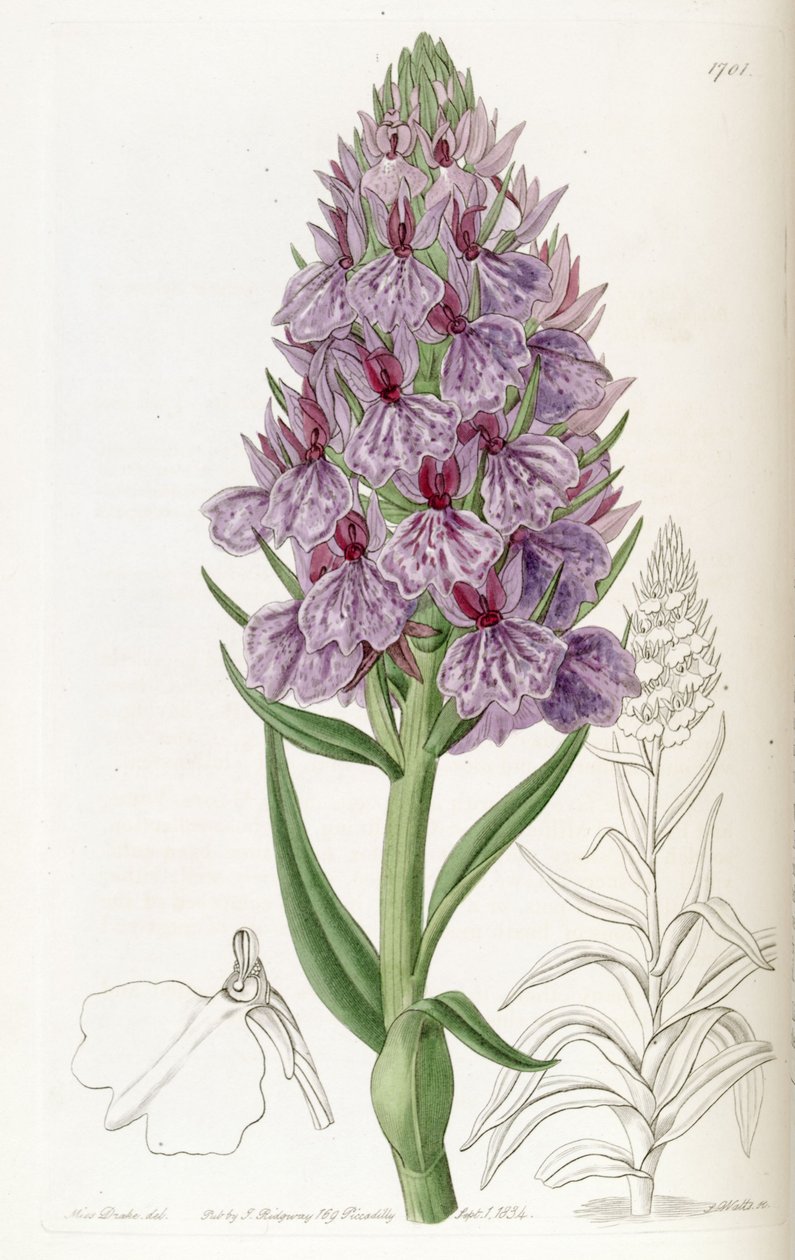 Dactylorhiza foliosa (als syn. Orchis foliosa) von Miss Drake