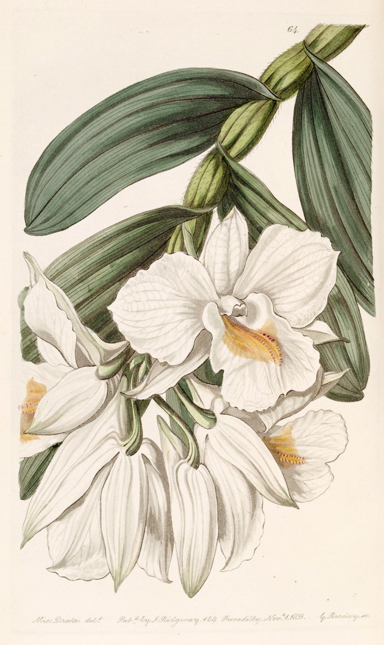 Dendrobium formosum von Miss Drake
