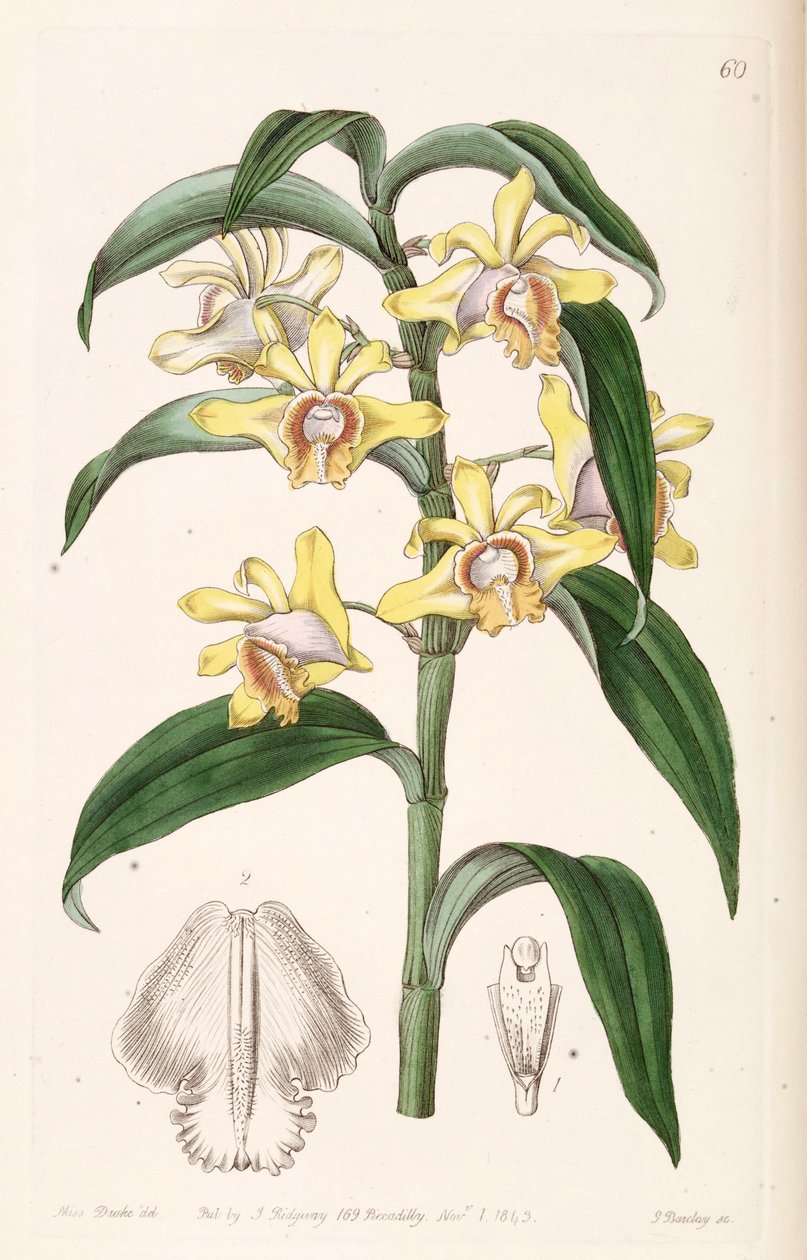 Dendrobium ruckeri von Miss Drake