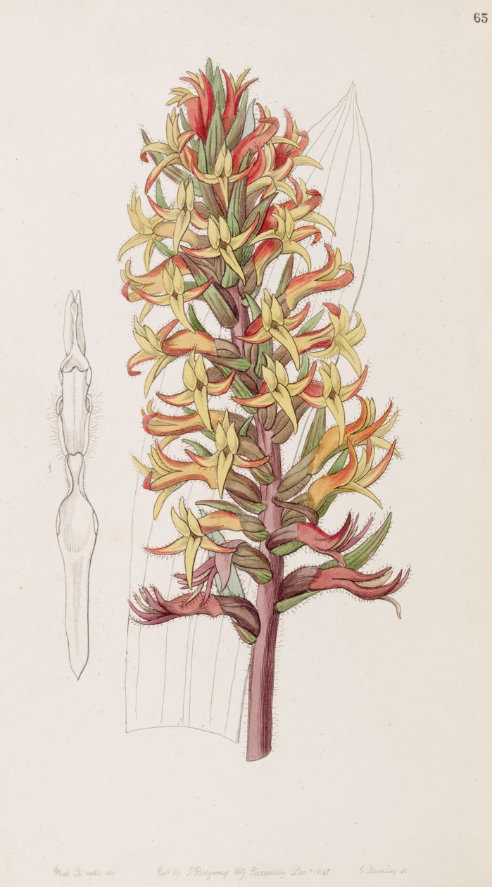 Dichromanthus cinnabarinus von Miss Drake