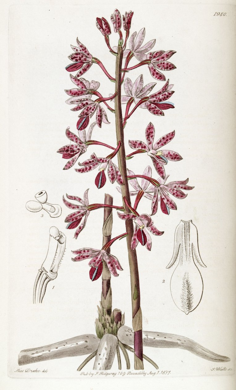 Dipodium punctatum von Miss Drake