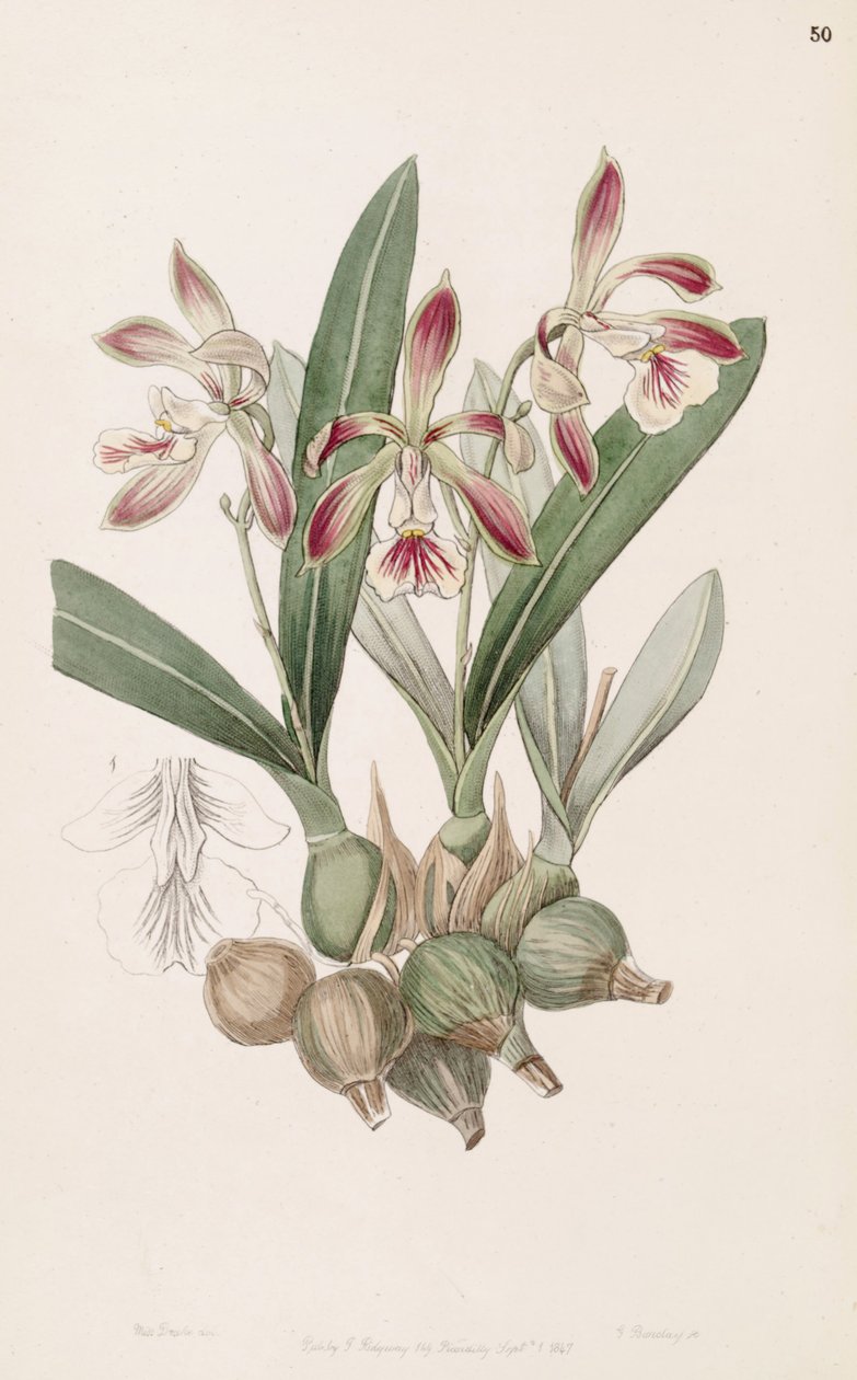 Encyclia pyriformis von Miss Drake