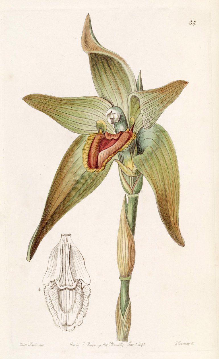 Ida gigantea von Miss Drake