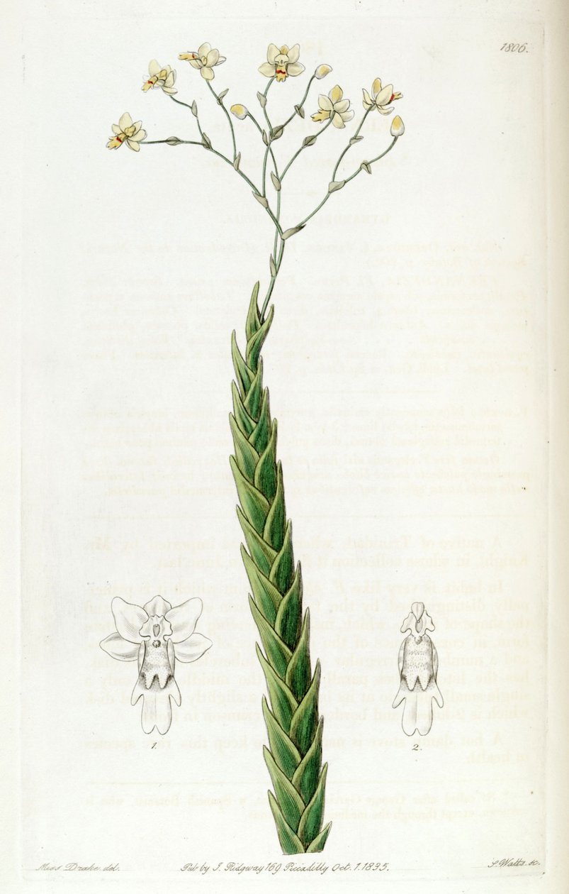 Lockhartia acuta (als syn. Fernandezia acuta) von Miss Drake