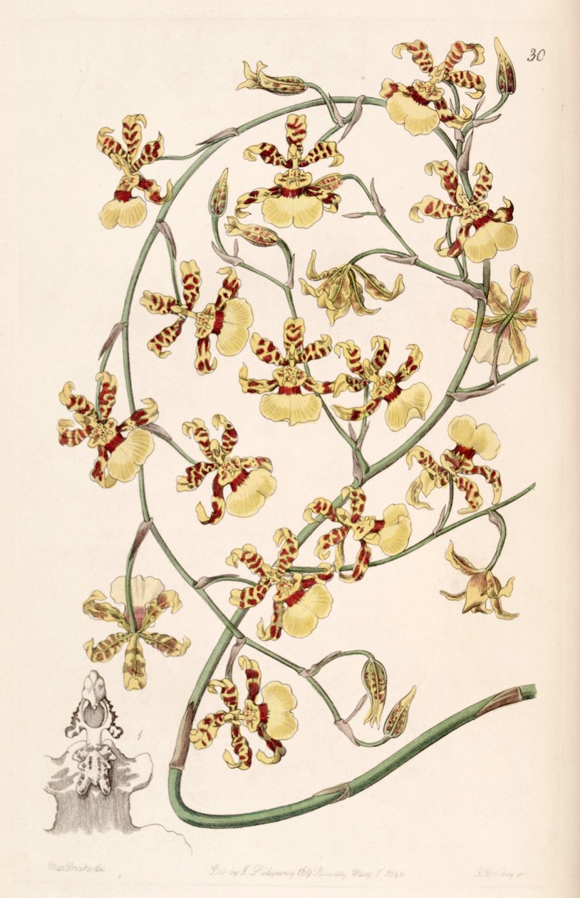 Oncidium sphacelatum von Miss Drake