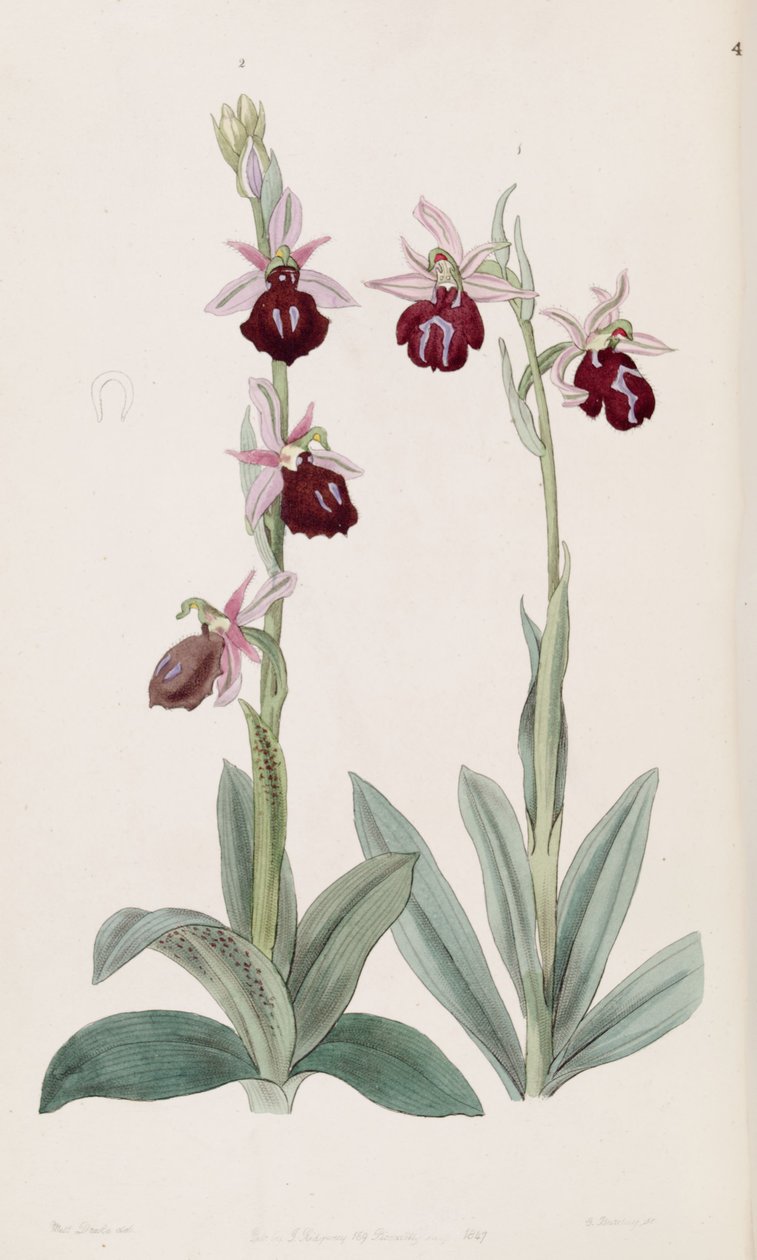 Ophrys ferrum-equinum (links, Abb. 2) und Ophrys bombyliflora (rechts, Abb. 1) von Miss Drake