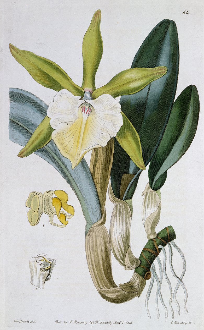 Orchidee: Brassavola glauca, veröffentlicht von I. Ridgway, 1846 von Miss Drake