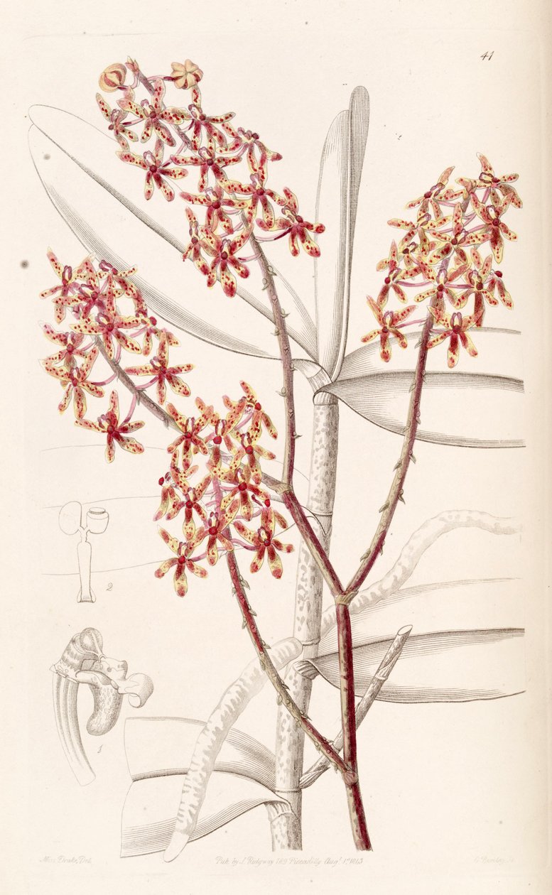 Renanthera matutina von Miss Drake