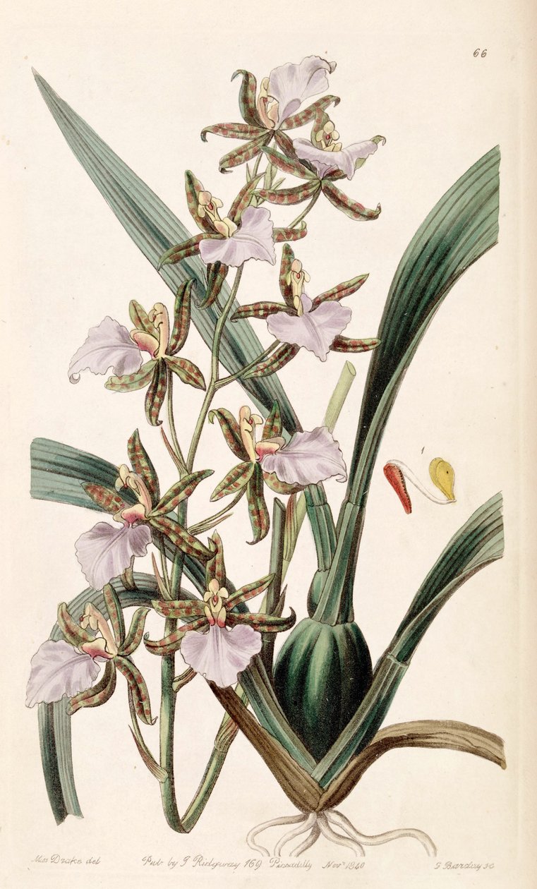 Rhynchostele bictoniensis oder Odontoglossum bictoniense von Miss Drake