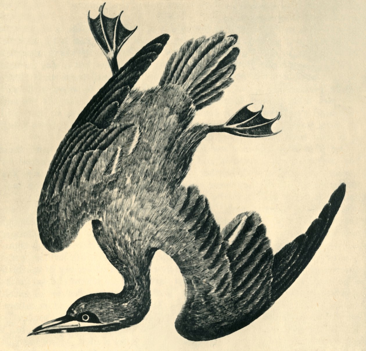 Basstölpel, 1799, 1946 von Moses Griffiths