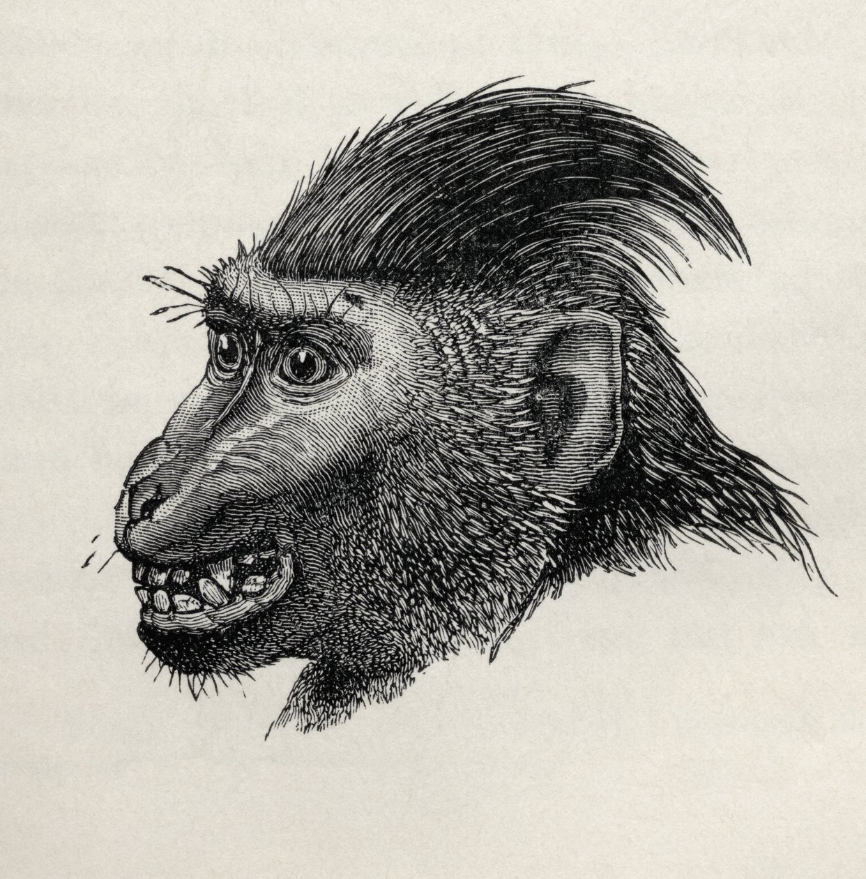 Cynopithecus niger, wenn er durch Streicheln erfreut wird, aus Charles Darwins 