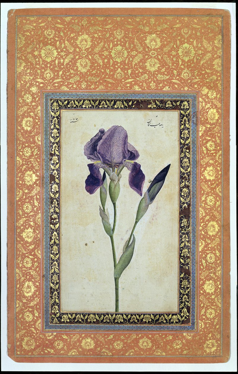 Blaue Iris, 1663-64 von Muhammad Zaman