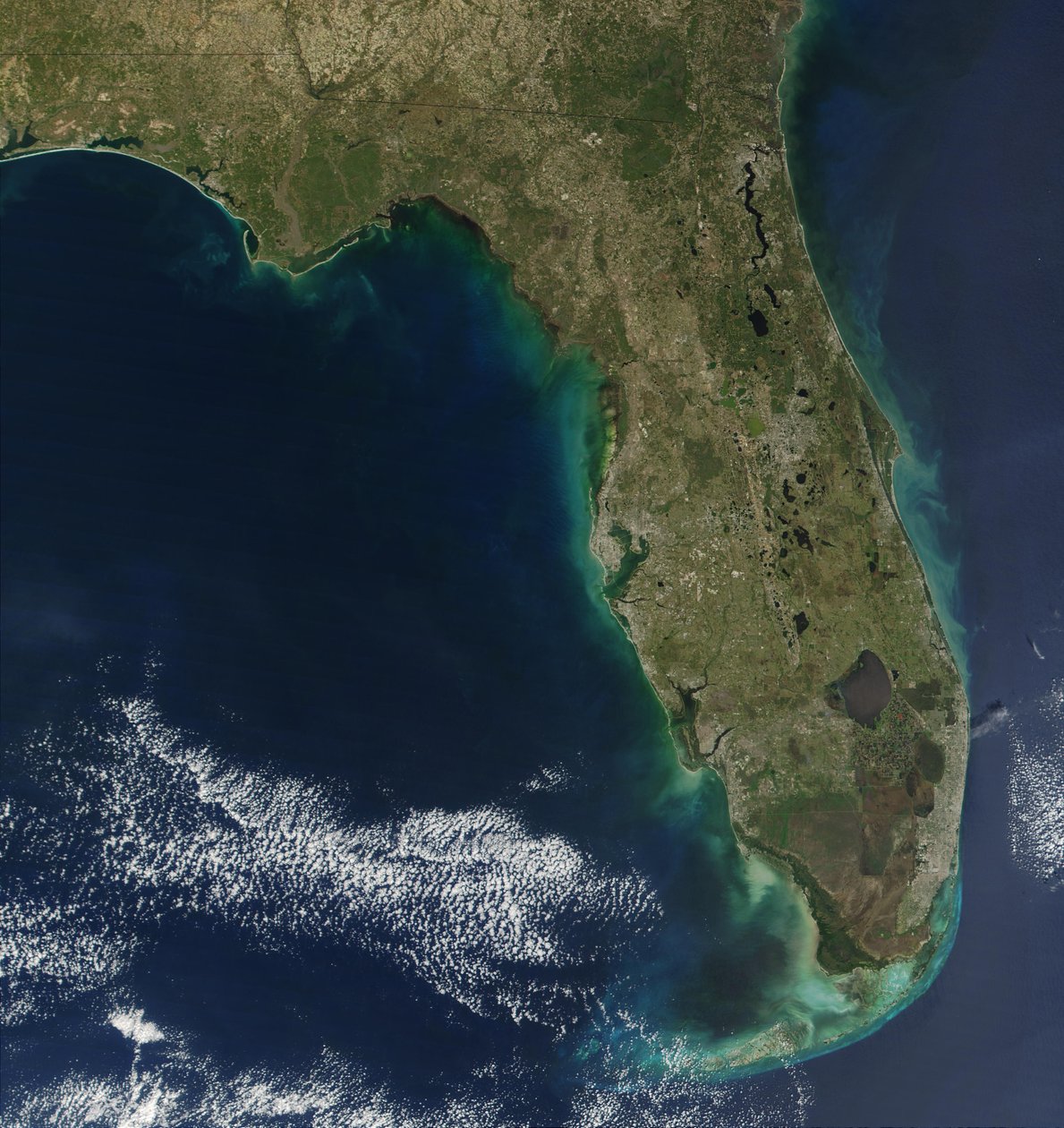 In diesem Satellitenbild ist eine Blüte der giftigen Alge Karenia brevis entlang der Westküste Floridas sichtbar. von National Aeronautics and Space Administration National Aeronautics and Space Administration
