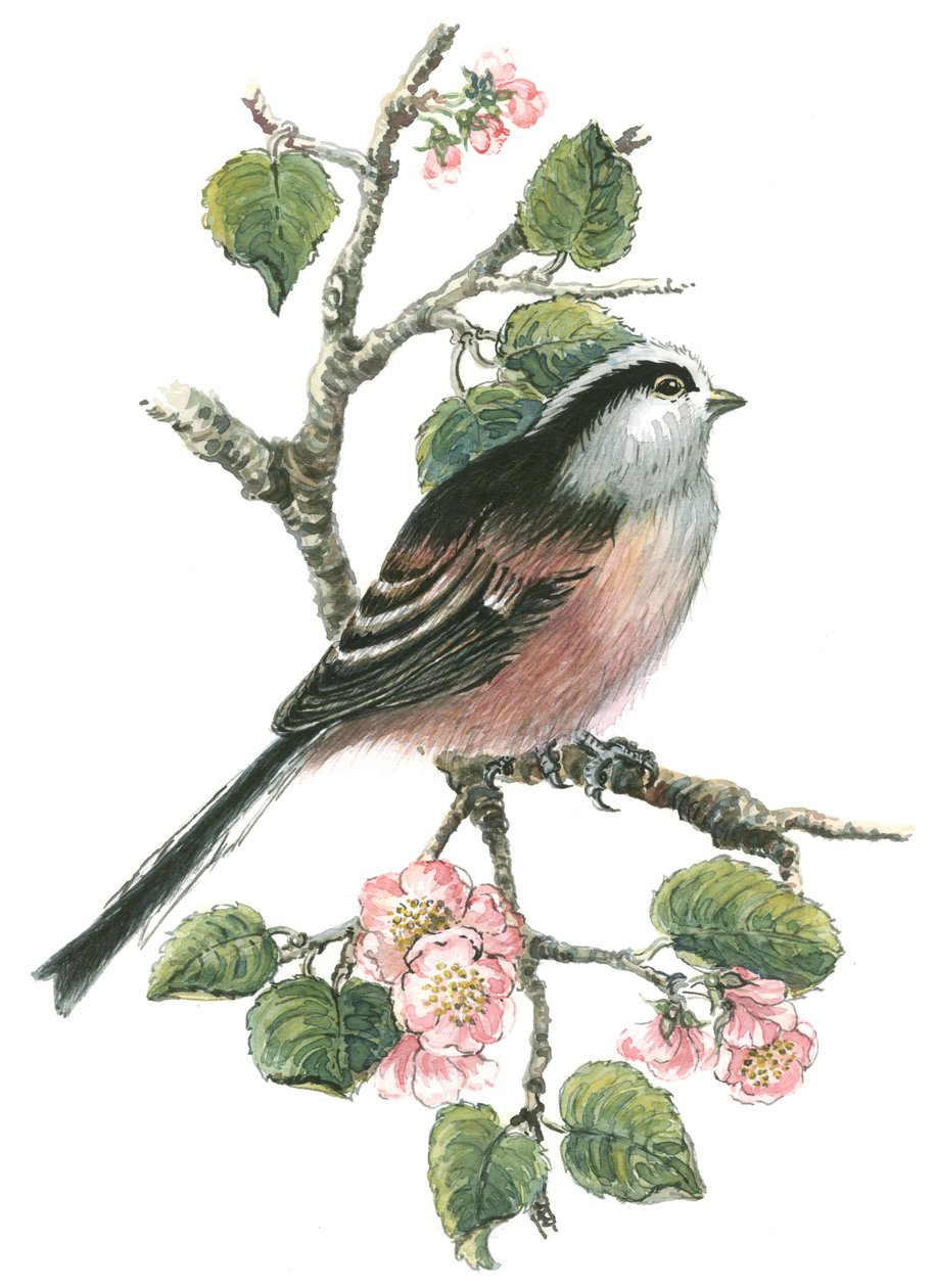 Schwanzmeise und Kirschblüte von Nell Hill