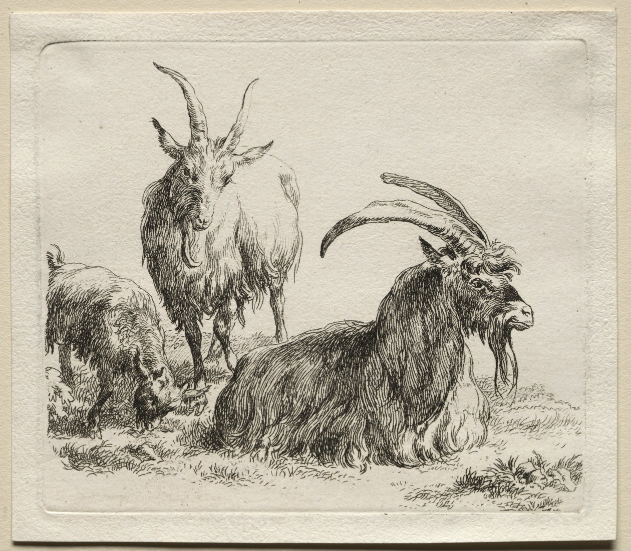 Animalia: Drei Ziegen von Nicolaes Berchem